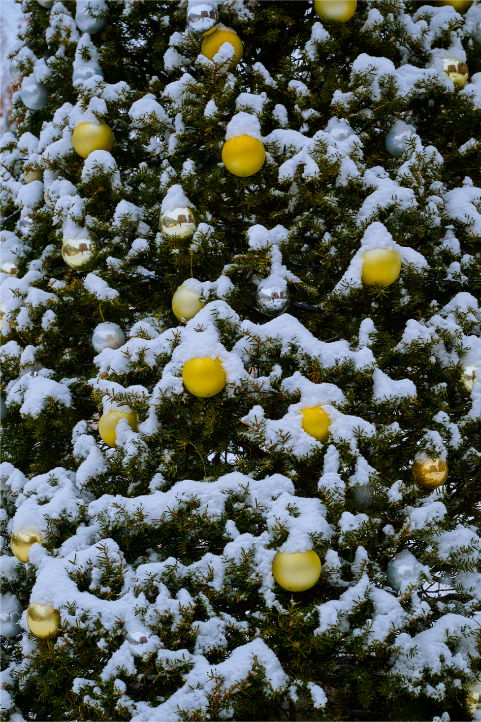 한림대학교 겨울전경6.png 첨부 이미지
